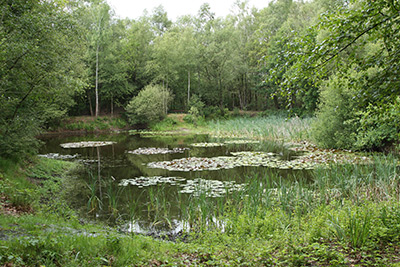 Pegasus Pferdebestattung